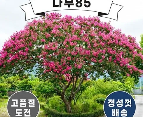 베스트8 백일홍나무 가격정리